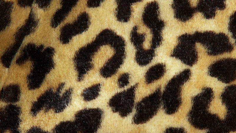 PREY